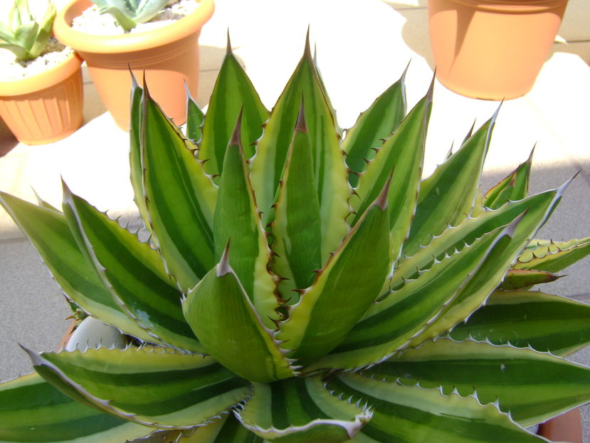 Agave lophantha quadricolor - Agave si Yucca 2016