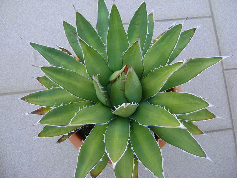 Agave horrida