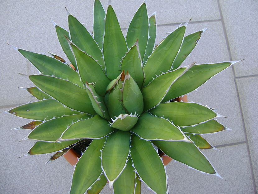 Agave horrida - Agave si Yucca 2016