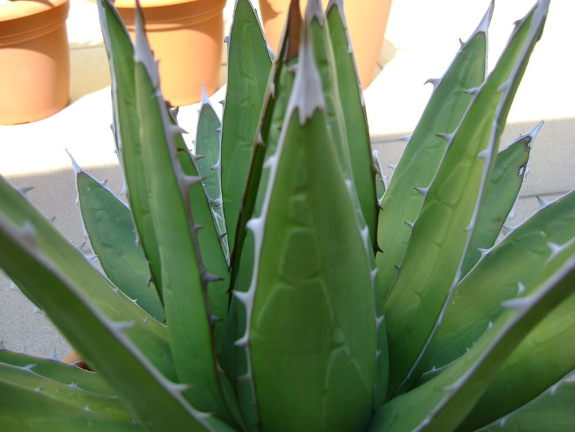 Agave horrida - Agave si Yucca 2016