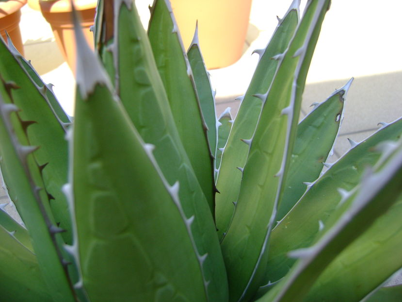 Agave horrida - Agave si Yucca 2016
