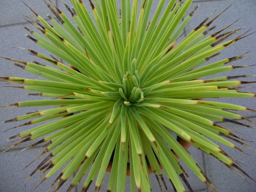 Agave striata f. minima (Hedgehog agave) - Agave si Yucca 2016