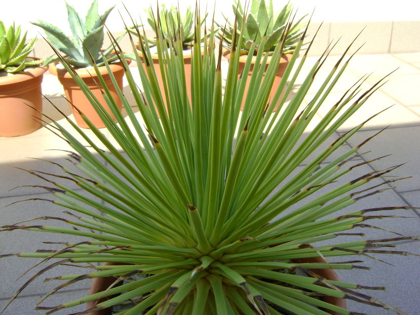 Agave striata f. minima (Hedgehog agave)