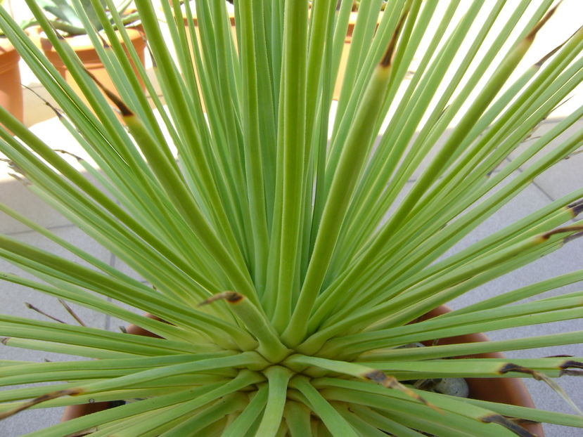 Agave striata f. minima (Hedgehog agave)