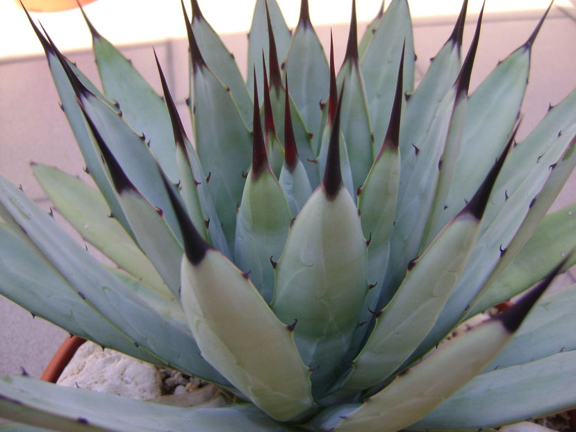 Agave  macroacantha (blue agave) - Agave si Yucca 2016
