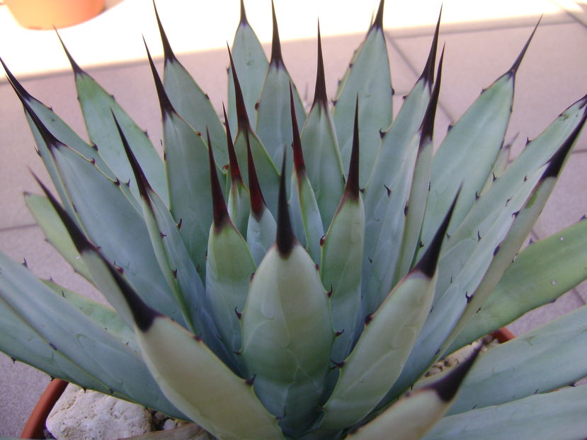 Agave  macroacantha (blue agave) - Agave si Yucca 2016