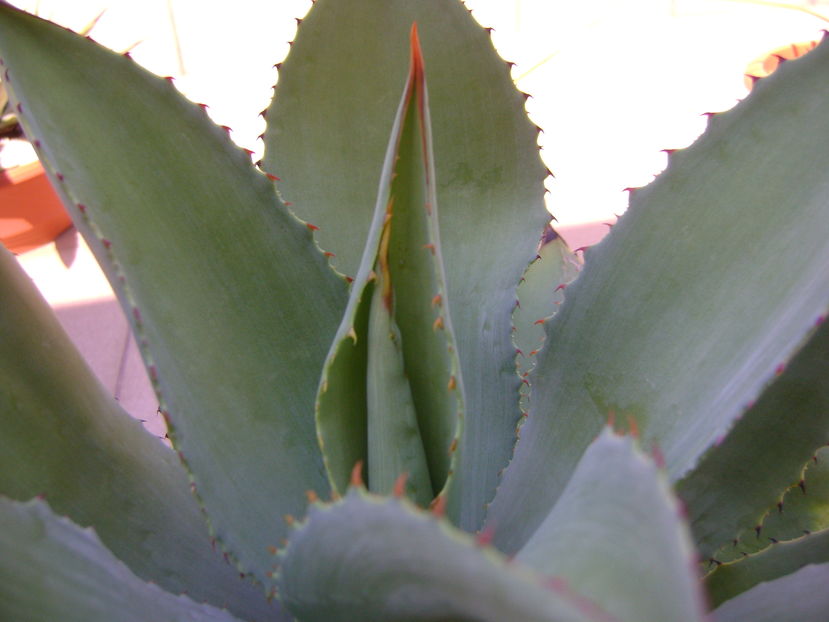 Agave ovatifolia