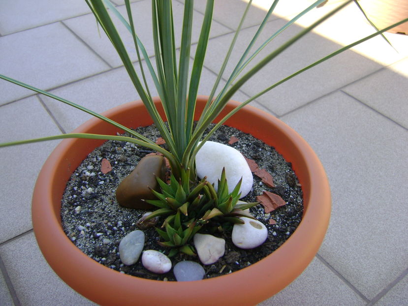 Yucca rostrata & Haworthia glabrata