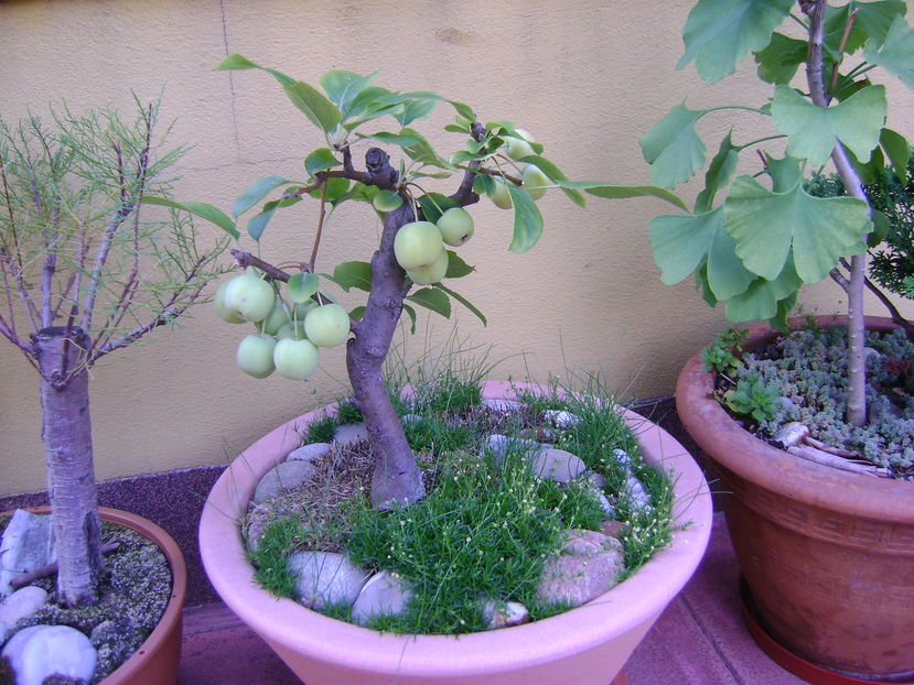 Mar decorativ