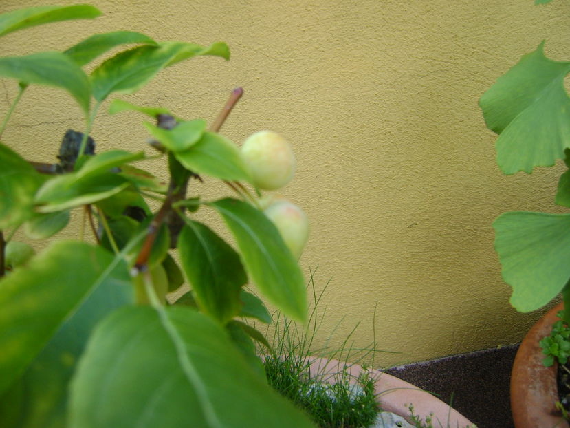 Mar decorativ