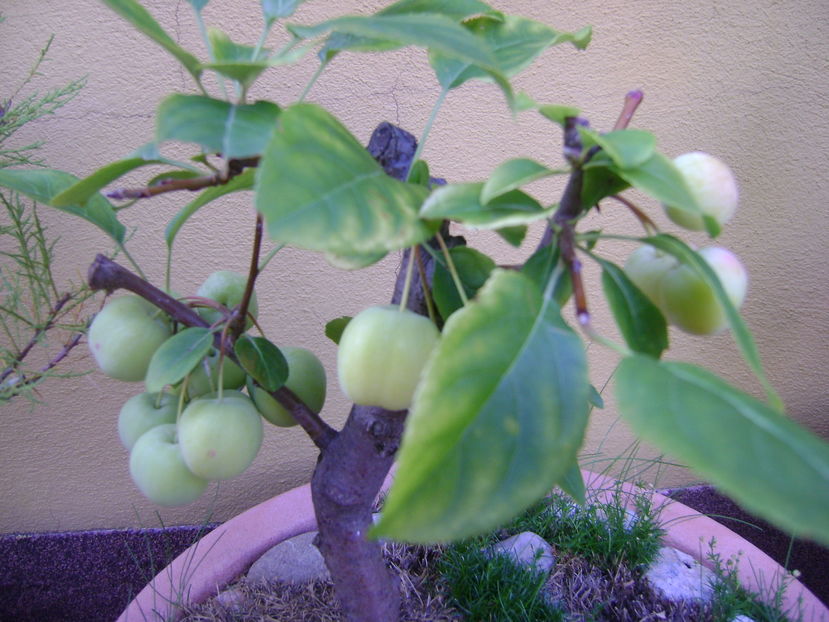 Mar decorativ