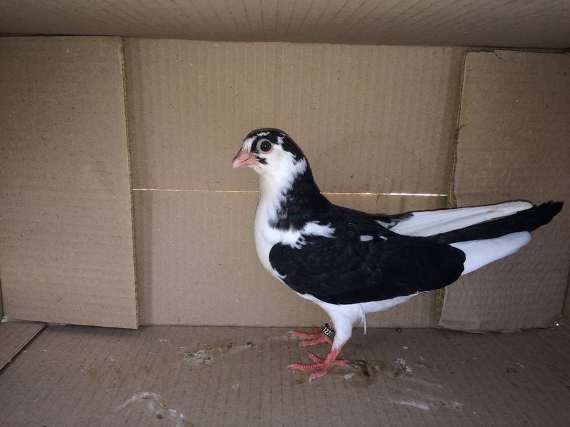 12230_2 - tineret 2016