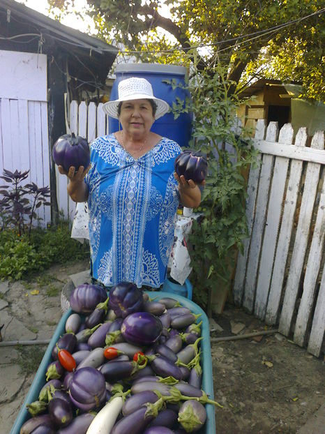 LIGIA ROSENTAL; VINETE PENTRU SALATA DE IARNA
