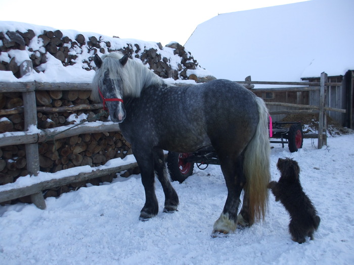 008 - Black and grey horses