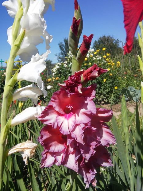 20160828_143118_HDR - Gladiole 2016