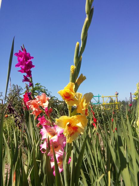 20160828_143127_HDR - Gladiole 2016