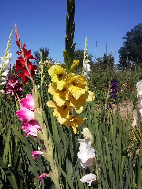 20160828_143139_HDR - Gladiole 2016