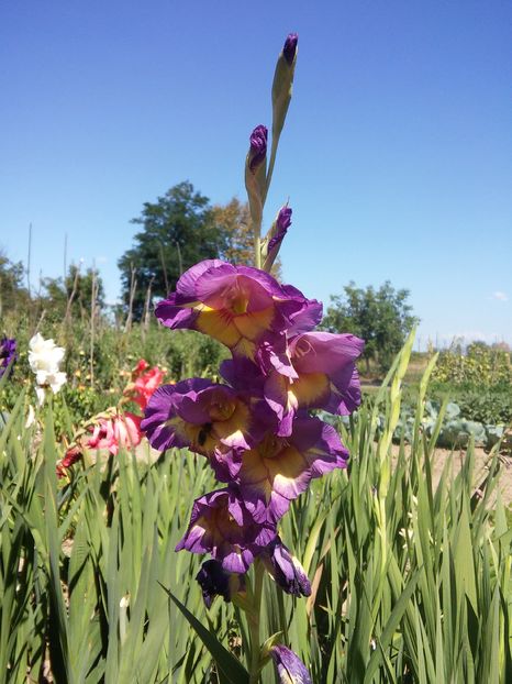 20160828_143149_HDR - Gladiole 2016