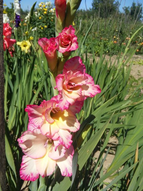 20160828_143204_HDR - Gladiole 2016