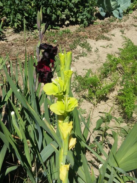 20160828_143240_HDR - Gladiole 2016