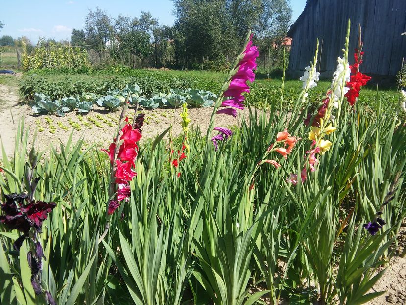 20160828_144116_HDR - Gladiole 2016