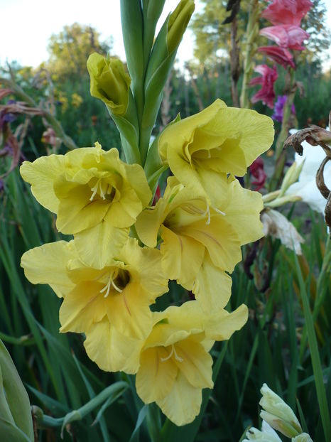 P1240625 - Gladiole 2016