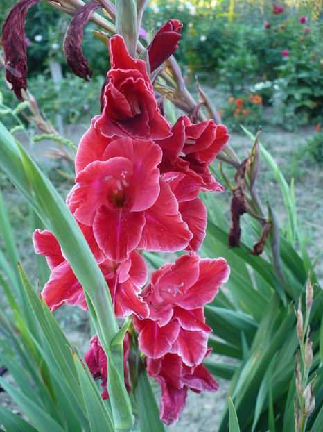 P1240626 - Gladiole 2016