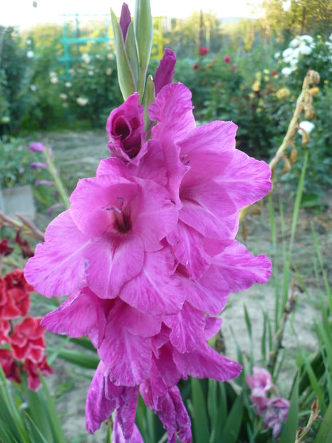 P1240627 - Gladiole 2016