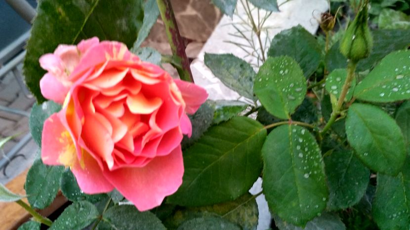 rose des cisterciens