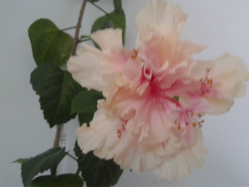  - Hibiscus White Pride of Hankins