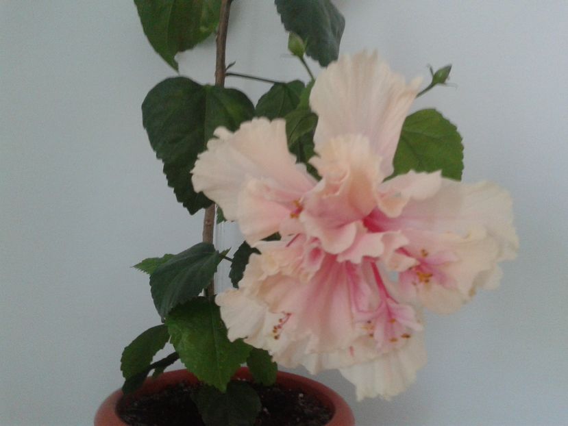  - Hibiscus White Pride of Hankins