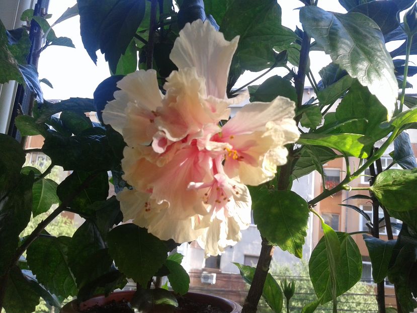  - Hibiscus White Pride of Hankins