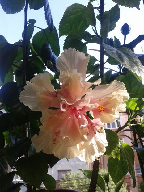  - Hibiscus White Pride of Hankins