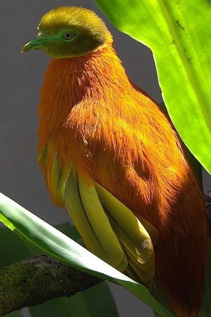 image - 1----Porumbei si turturici exotice----exotic doves and pigeons