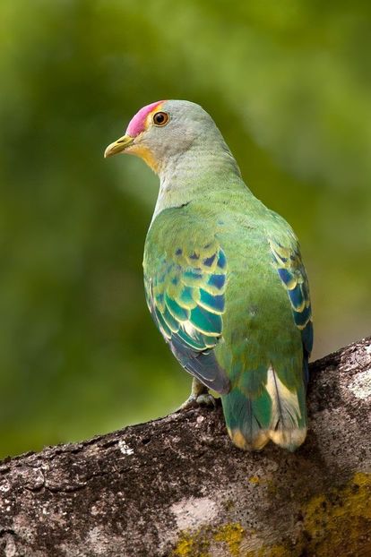 image - 1----Porumbei si turturici exotice----exotic doves and pigeons