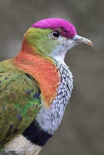 image - 1----Porumbei si turturici exotice----exotic doves and pigeons