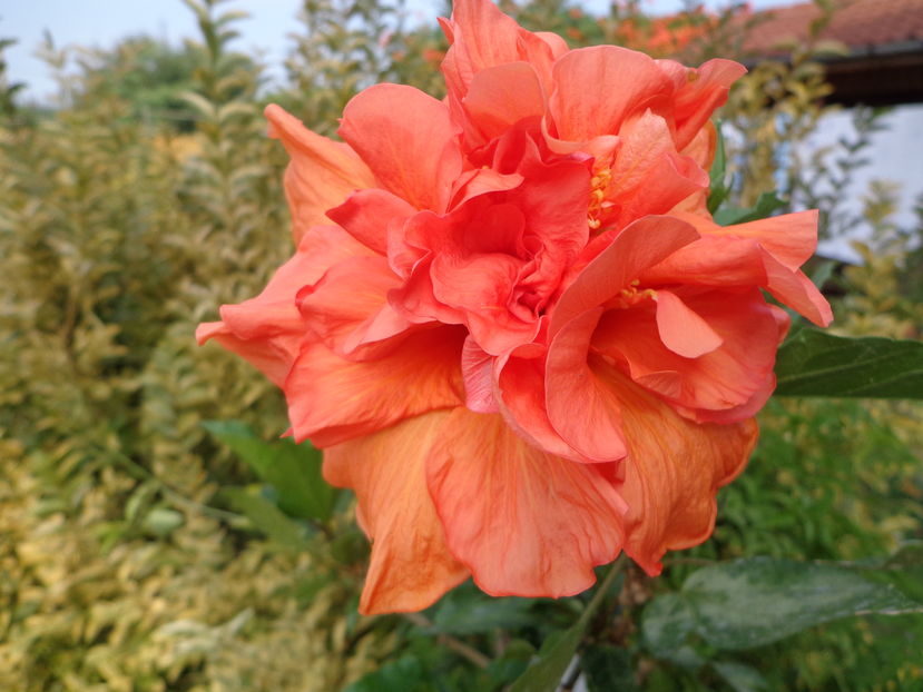  - HIBISCUS LALUNA