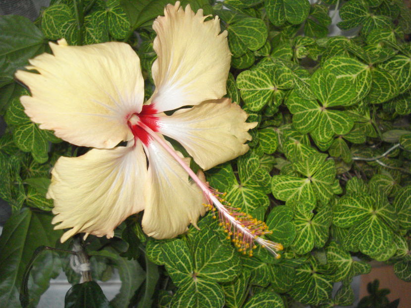 Sry Lanka - 50 - Hibiscus Sry Lanka