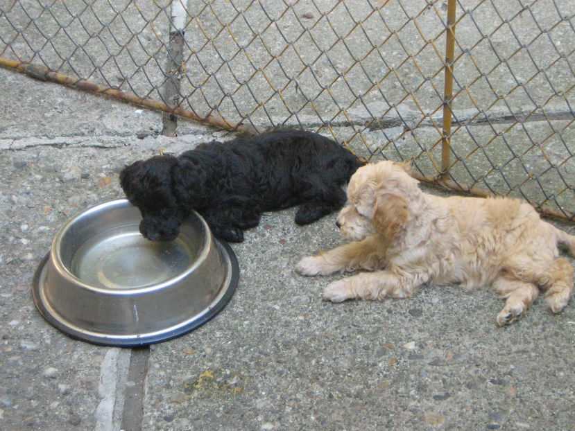  - MUKY_ ceva special