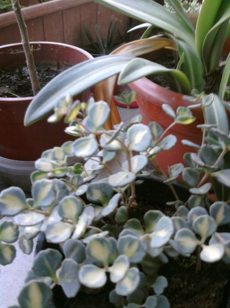 sedum seiboldi