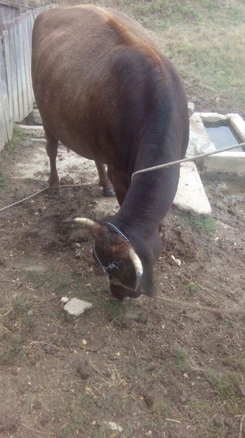 image - Vacuta Milka