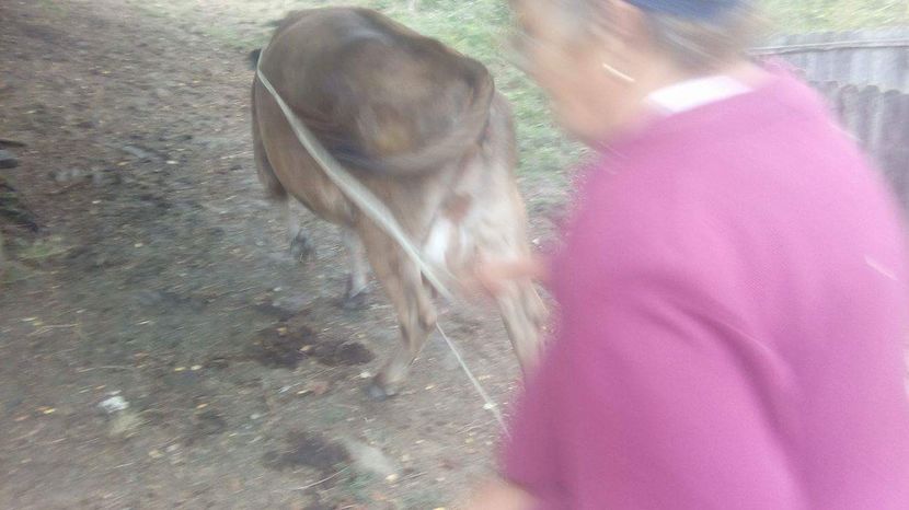 image - Vacuta Milka