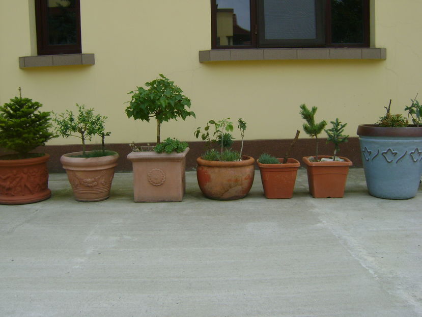 Plante in curte