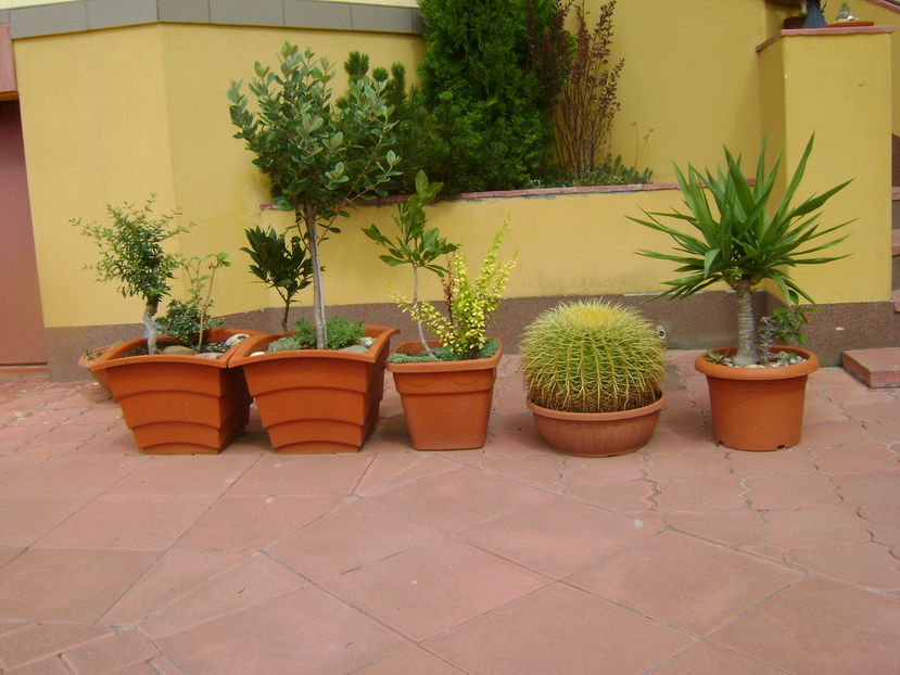 Plante in curte