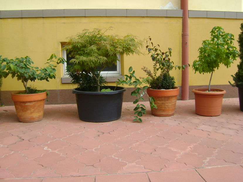 Plante in curte