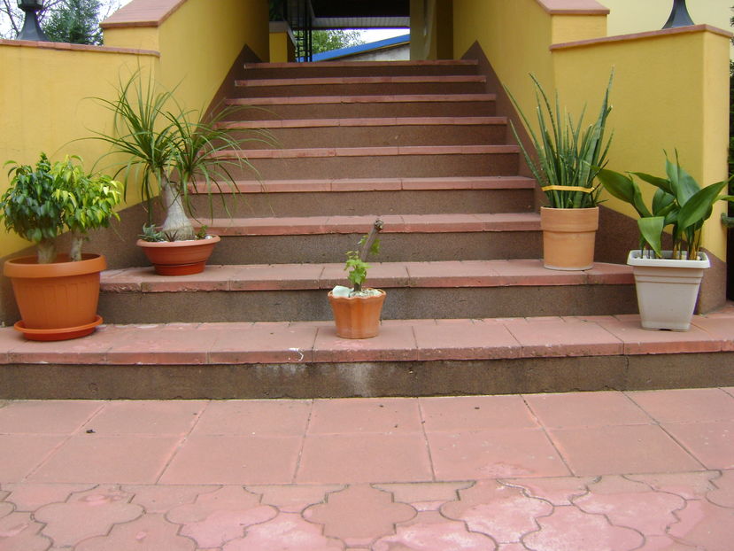 Plante in curte