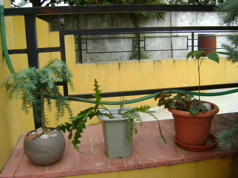 Plante in curte
