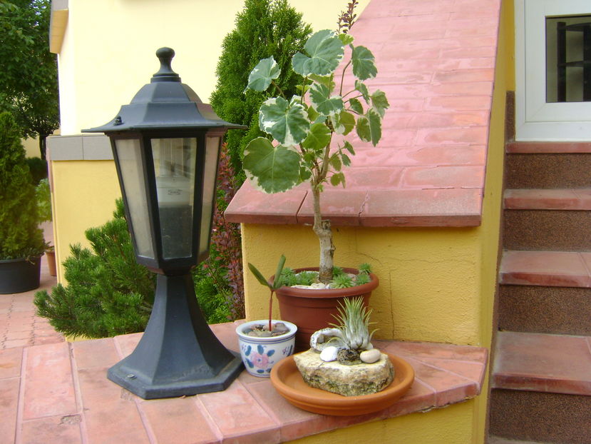 Plante in curte