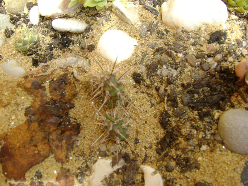 Minirocarie, Opuntia fragilis
