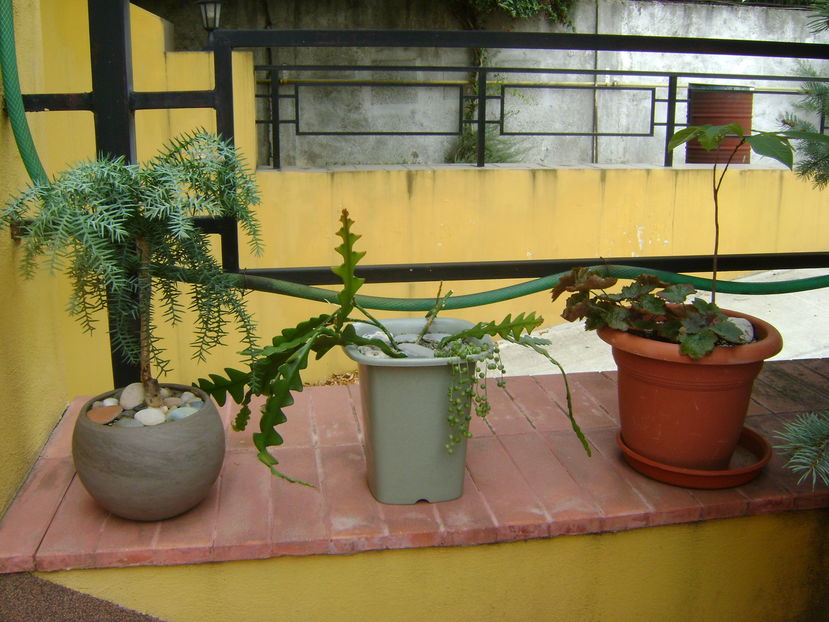 Plante in curte - r Vara 2016-2017-2018-2019